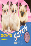 GATOS CACHORROS RUIDOSOS