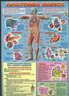 ANATOMIA BASICA. LAMINAS