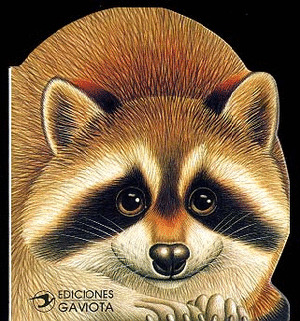 UN MAPACHE EN EL RIO3