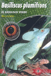 BASILISCUS PLUMIFRONS BASILISCO VERDE