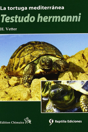 TORTUGA MEDITERRANEA TESTUDO HERMANNI