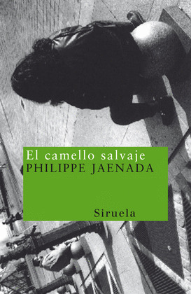 CAMELLO SALVAJE