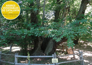ARBRES VENERABLES DE CATALUNYA