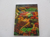 MEDICINA NATURAL NUTRICIONAL Y PLANTAS MEDICINALES