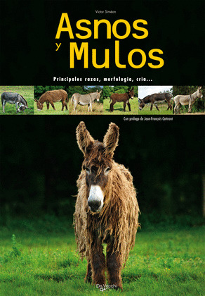 ASNOS Y MULOS
