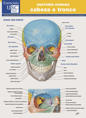 ES01. ANATOMIA HUMANA. CABEZA E TRONCO (LAMINA)