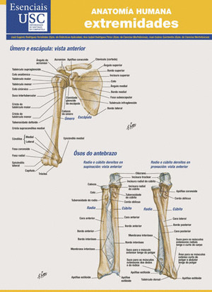 ANATOMÍA HUMANA