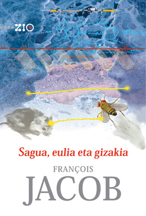 SAGUA, EULIA ETA GIZAKIA
