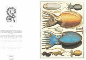 NATURAL CURIOSITIES PORTFOLIO