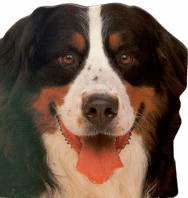 CC.PERROS Y CACHORROS. TROQUELADOS