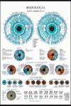 IRIDIOLOGIA
